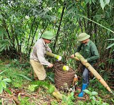 VIDEO: Chí Linh trồng măng tre trên đất đồi rừng cho hiệu quả kinh tế cao